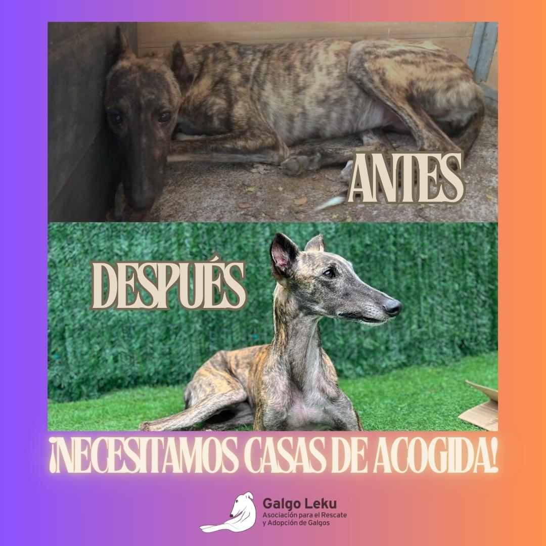imagen CASAS DE ACOGIDA